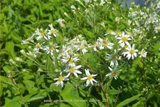 Aster umbellatus 'Weisser Schirm'
