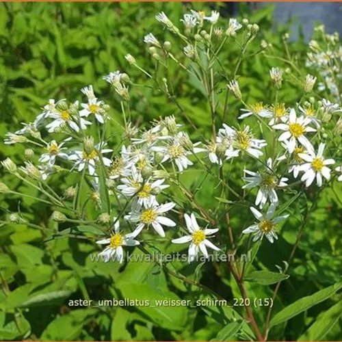 Aster umbellatus 'Weisser Schirm'