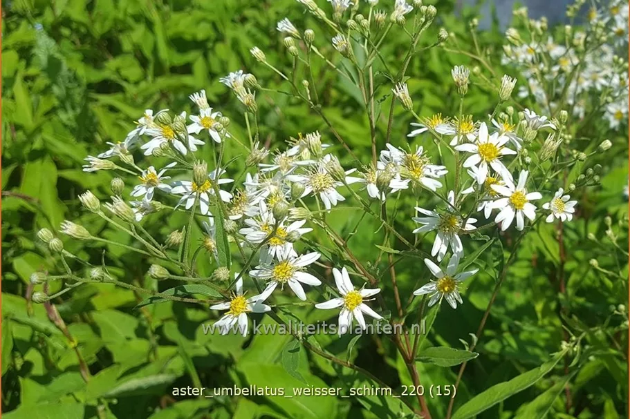 Aster umbellatus 'Weisser Schirm'
