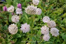 Astrantia major 'April Love'