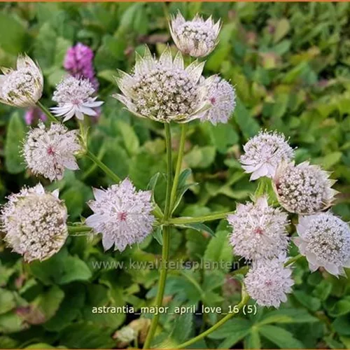 Astrantia major 'April Love'