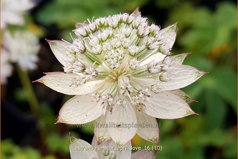 Astrantia major 'April Love'