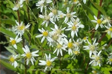 Aster umbellatus 'Weisser Schirm'