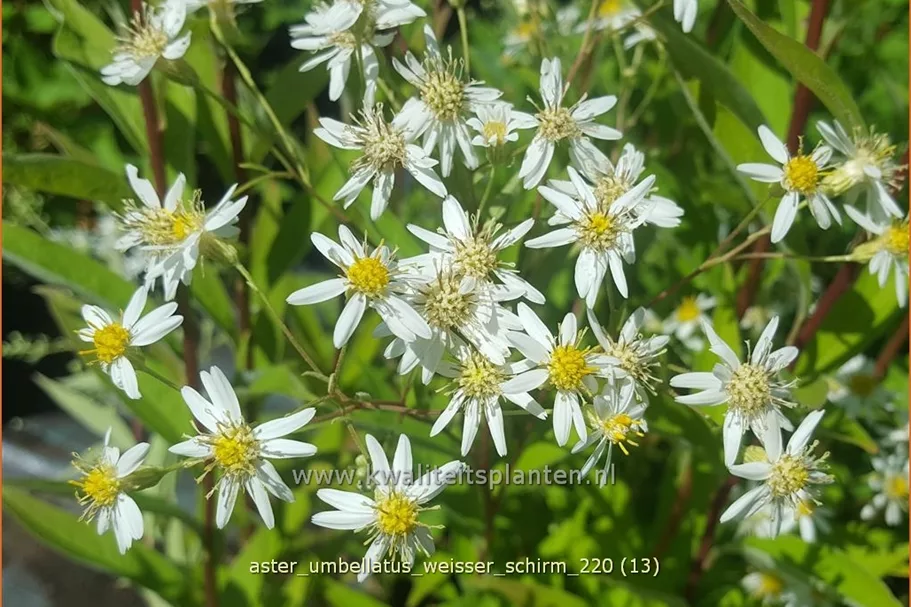 Aster umbellatus 'Weisser Schirm'
