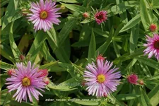Aster novae-angliae 'Rosa Sieger'