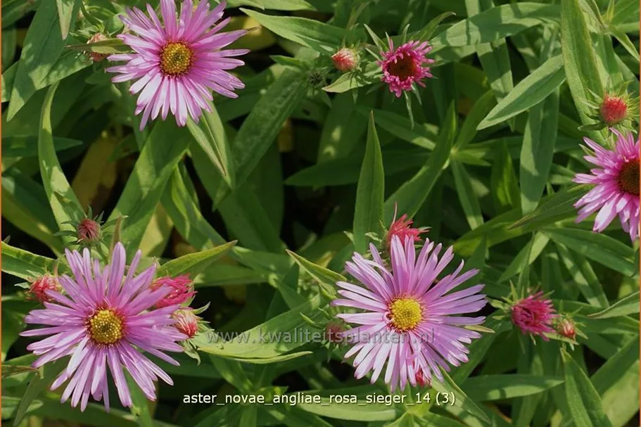 Aster novae-angliae 'Rosa Sieger'