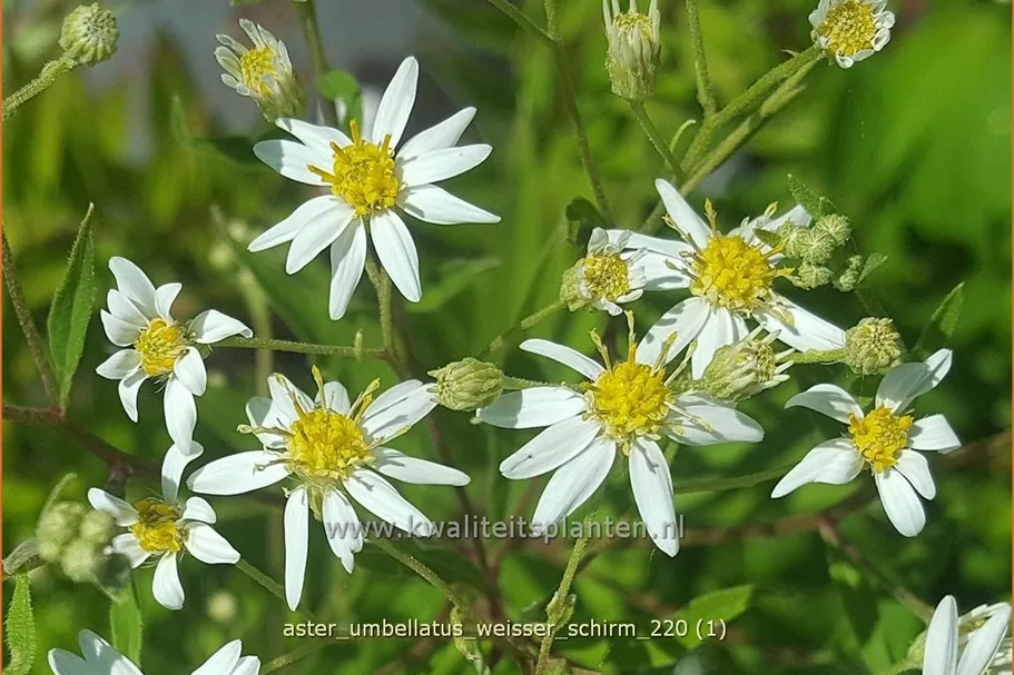 Aster umbellatus 'Weisser Schirm'
