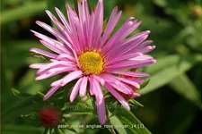 Aster novae-angliae 'Rosa Sieger'