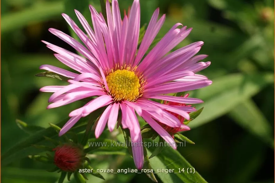 Aster novae-angliae 'Rosa Sieger'