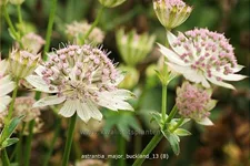 Astrantia major 'Buckland'
