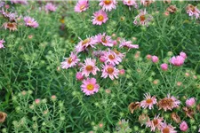 Aster novae-angliae 'Rosa Sieger'