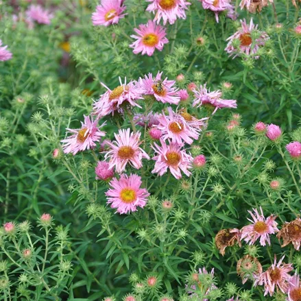Aster novae-angliae 'Rosa Sieger'