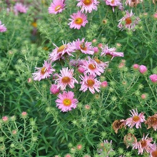 Aster novae-angliae 'Rosa Sieger'