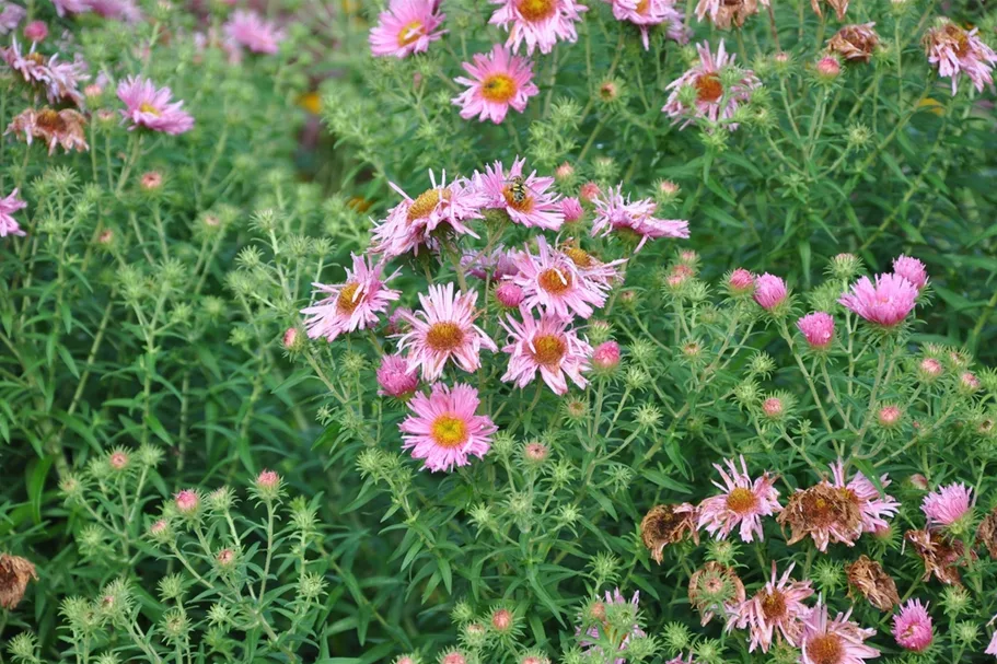 Aster novae-angliae 'Rosa Sieger'