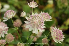 Astrantia major 'Buckland'