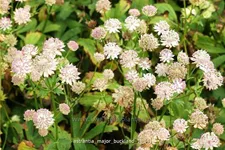 Astrantia major 'Buckland'