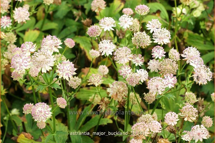 Astrantia major 'Buckland'