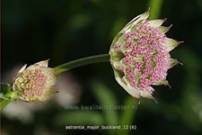 Astrantia major 'Buckland'