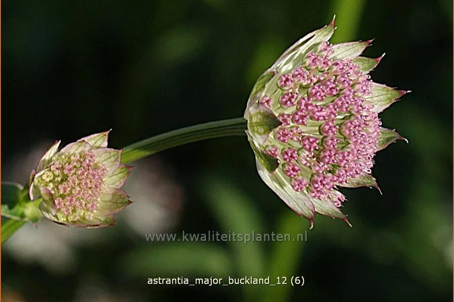 Astrantia major 'Buckland'