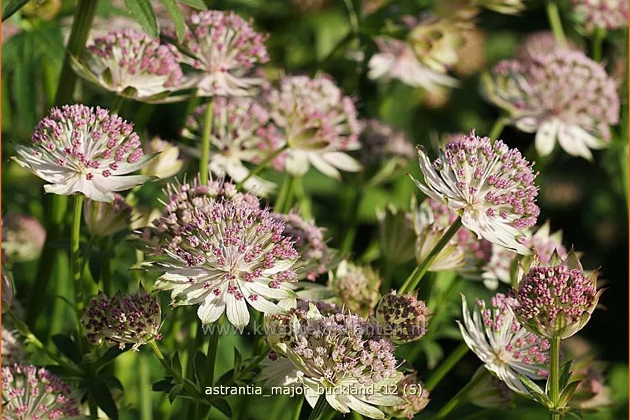 Astrantia major 'Buckland'