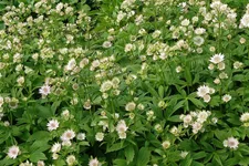 Astrantia major 'Buckland'