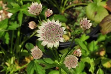 Astrantia major 'Buckland'
