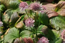 Astrantia major 'Buckland'