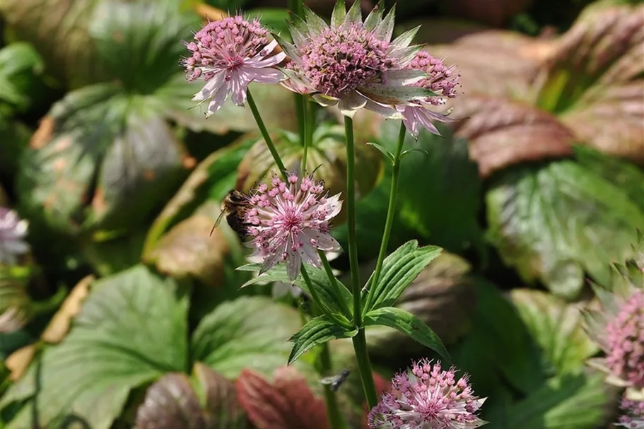 Astrantia major 'Buckland'