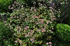 Astrantia major 'Buckland'