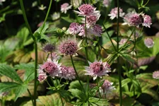 Astrantia major 'Buckland'