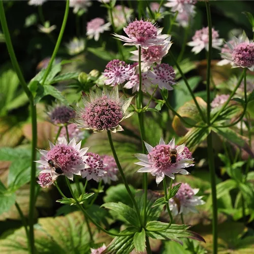 Astrantia major 'Buckland'