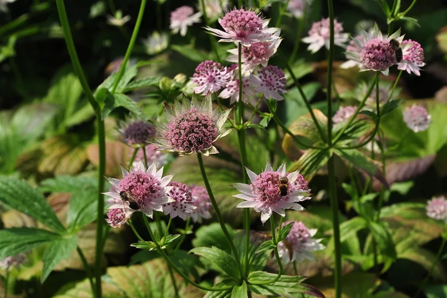 Astrantia major 'Buckland'