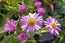 Aster dumosus 'Wachsenburg'