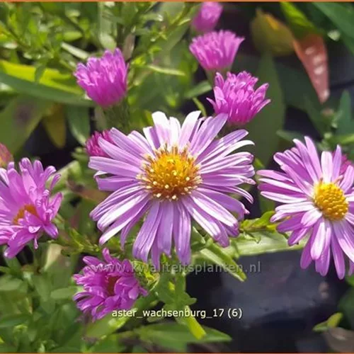 Aster dumosus 'Wachsenburg'