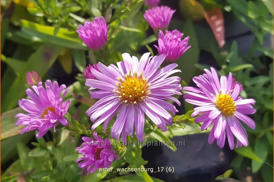 Aster dumosus 'Wachsenburg'