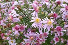 Aster lateriflorus var. horizontalis 'Coombe Fishacre'