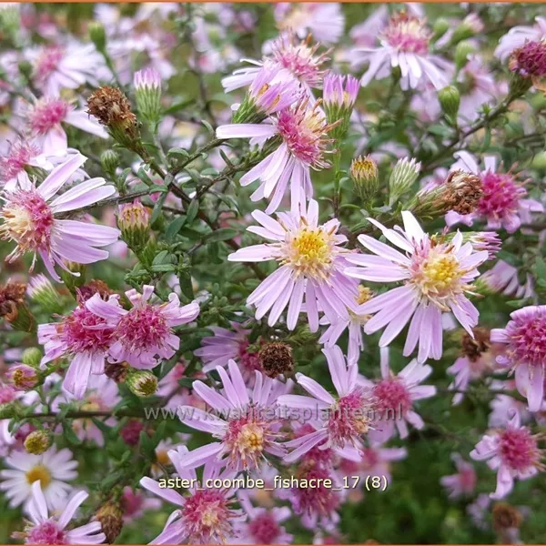 Aster lateriflorus var. horizontalis 'Coombe Fishacre'