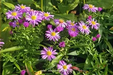 Aster dumosus 'Wachsenburg'
