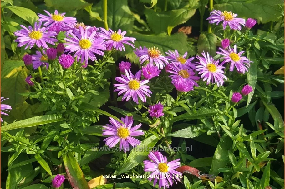 Aster dumosus 'Wachsenburg'