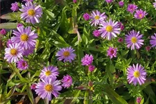 Aster dumosus 'Wachsenburg'