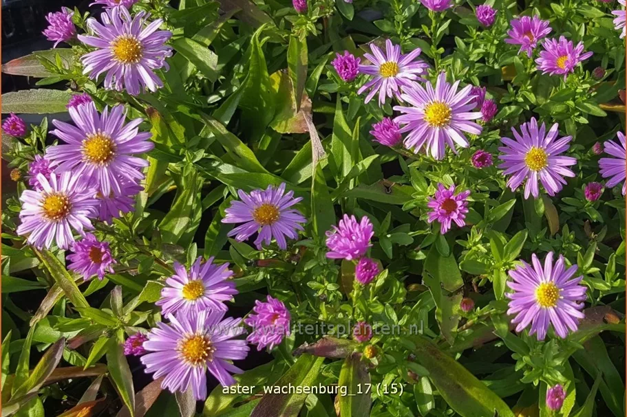 Aster dumosus 'Wachsenburg'