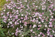 Aster lateriflorus var. horizontalis 'Coombe Fishacre'