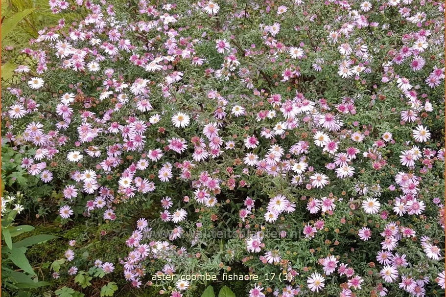 Aster lateriflorus var. horizontalis 'Coombe Fishacre'