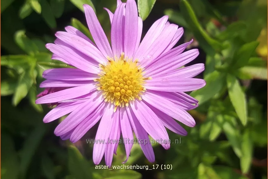 Aster dumosus 'Wachsenburg'