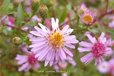 Aster lateriflorus var. horizontalis 'Coombe Fishacre'