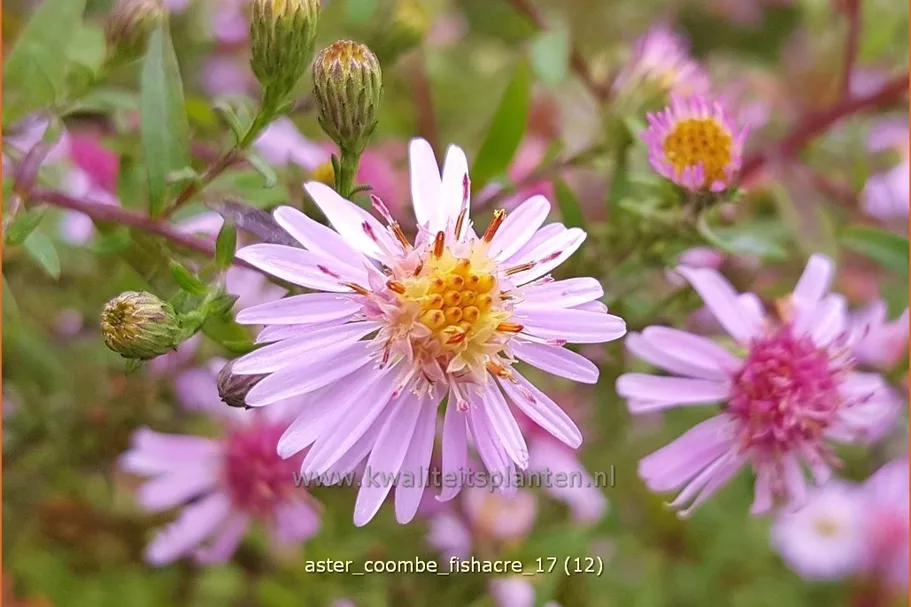 Aster lateriflorus var. horizontalis 'Coombe Fishacre'