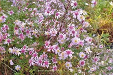 Aster lateriflorus var. horizontalis 'Coombe Fishacre'