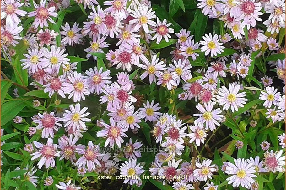 Aster lateriflorus var. horizontalis 'Coombe Fishacre'