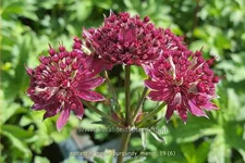 Astrantia major 'Burgundy Manor'