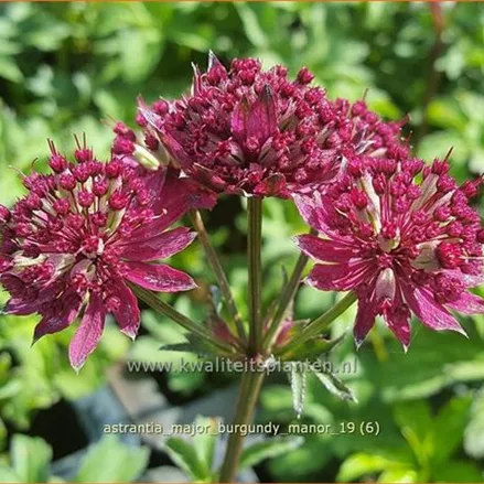 Astrantia major 'Burgundy Manor'